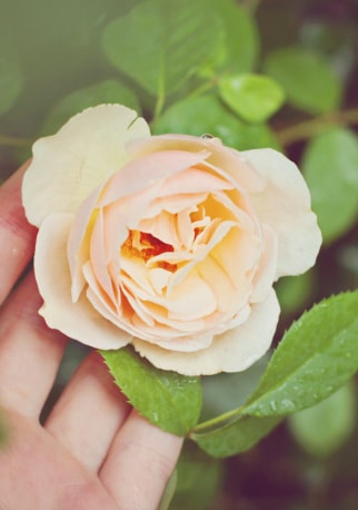8 Powerful Health Benefits of Gardening