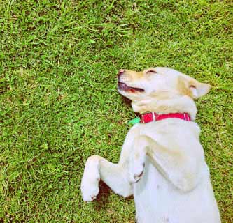 5 Health Benefits of Having a Dog